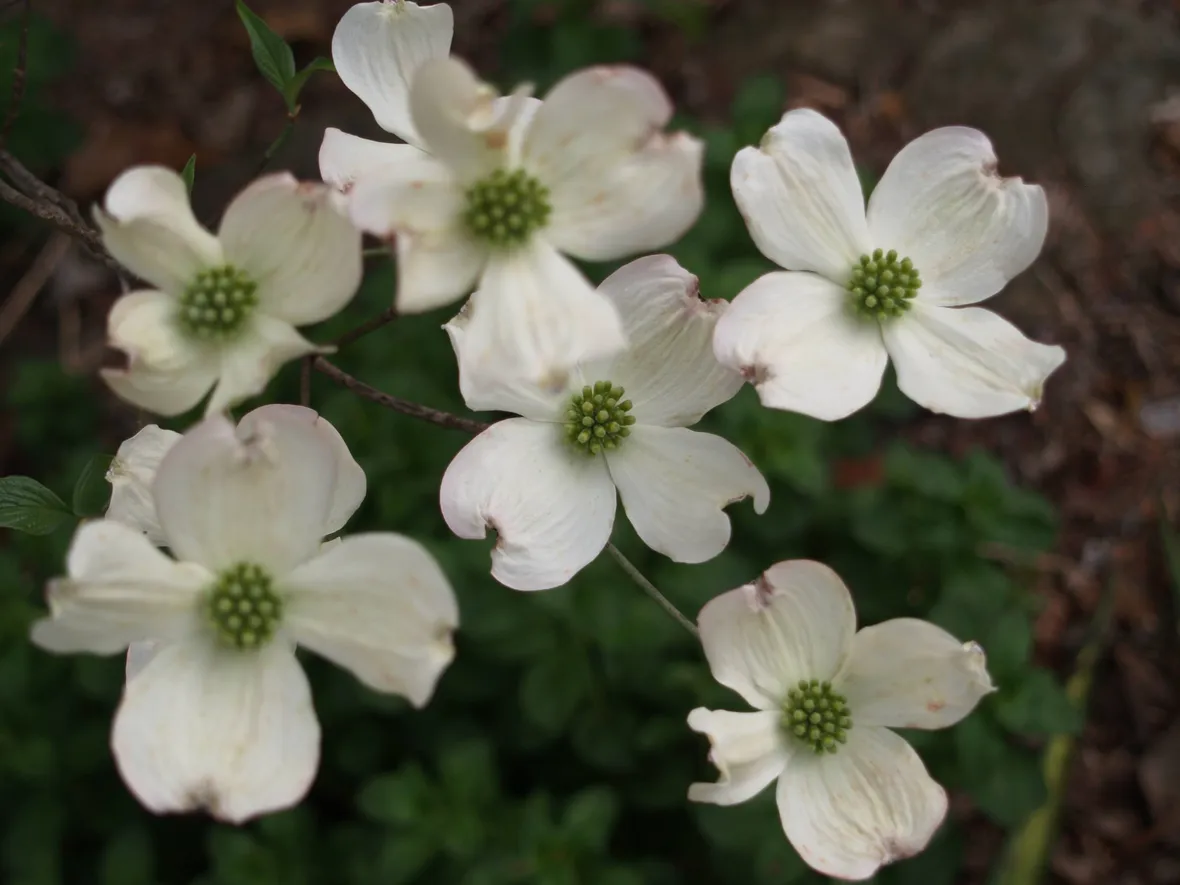 Dettaglio infiorescenze del Cornus florida.