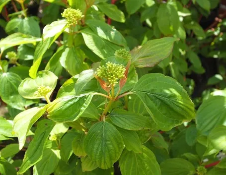 Cornus sanguinea