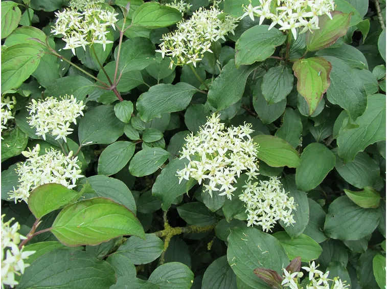 Fiori cornus sanguinea