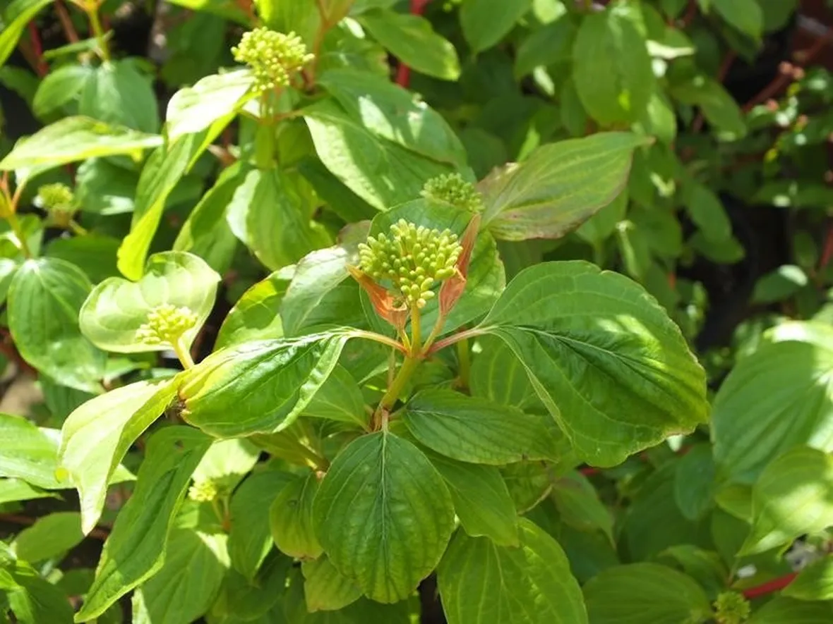 Cornus sanguinea