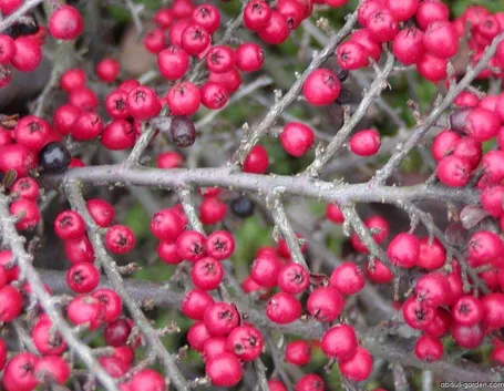 Particolare delle bacche di cotoneaster