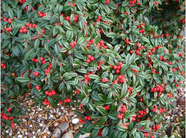 Esemplare di cotoneaster salicifolius