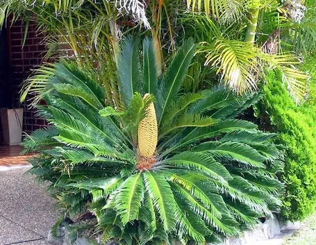 Esemplare maschio di cycas