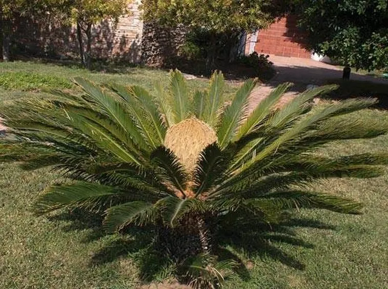 Esemplare femmina di cycas