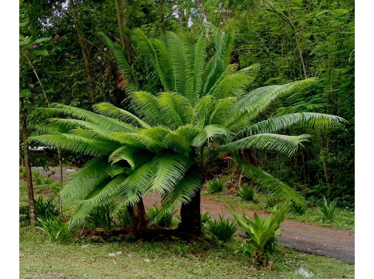 Gruppo di cycas da giardino