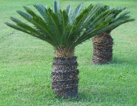 Cycas revoluta
