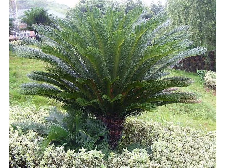 Cycas revoluta