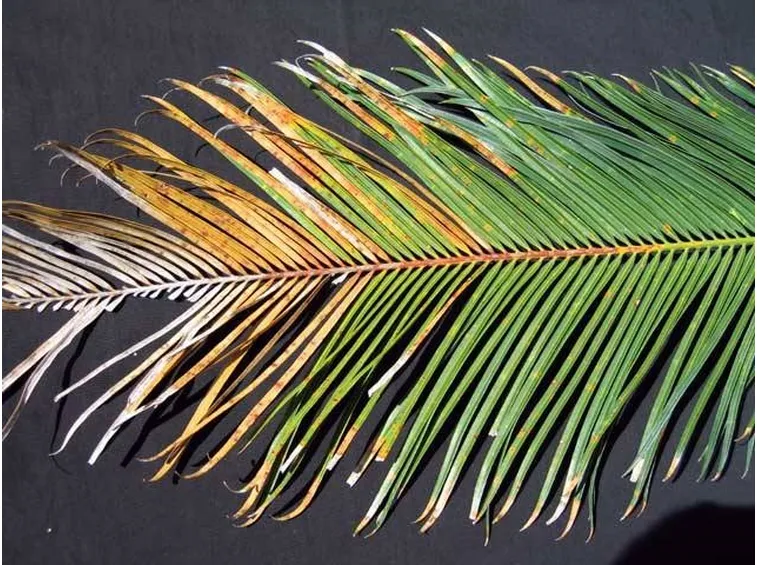 Foglia di cycas malata