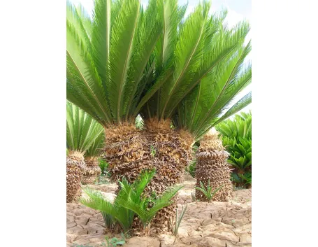 Cycas