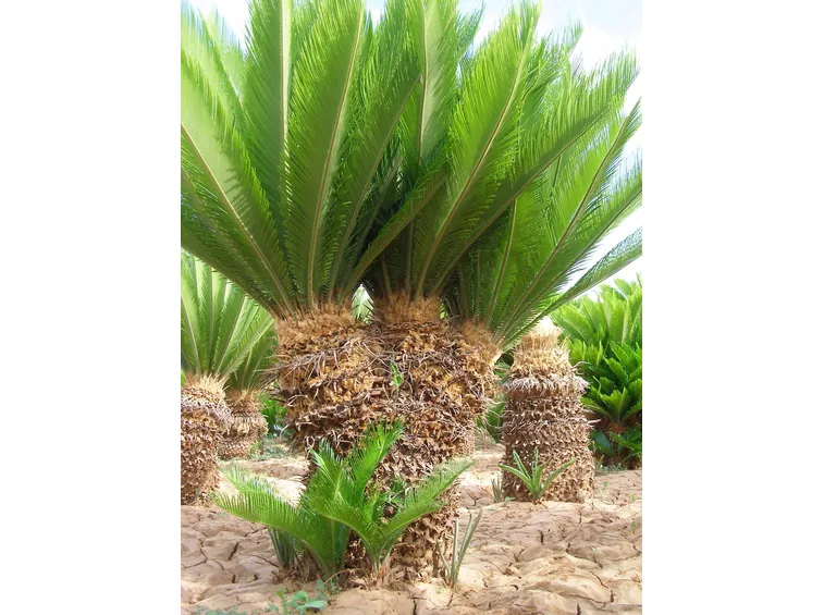 Cycas