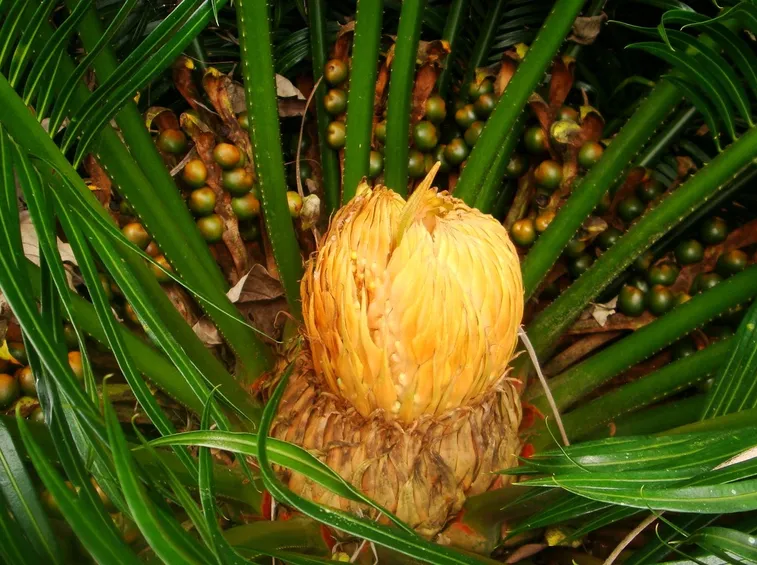 Cycas fiore