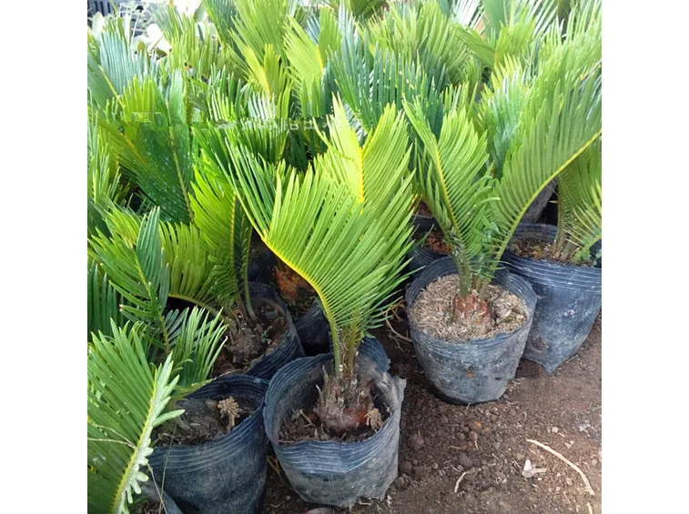 Pianta Cycas