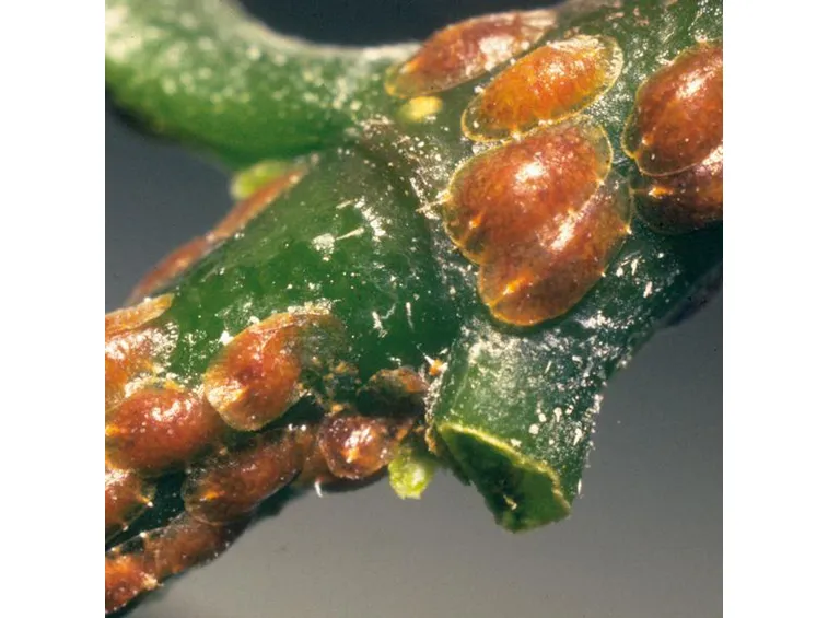 Infestazione cocciniglia