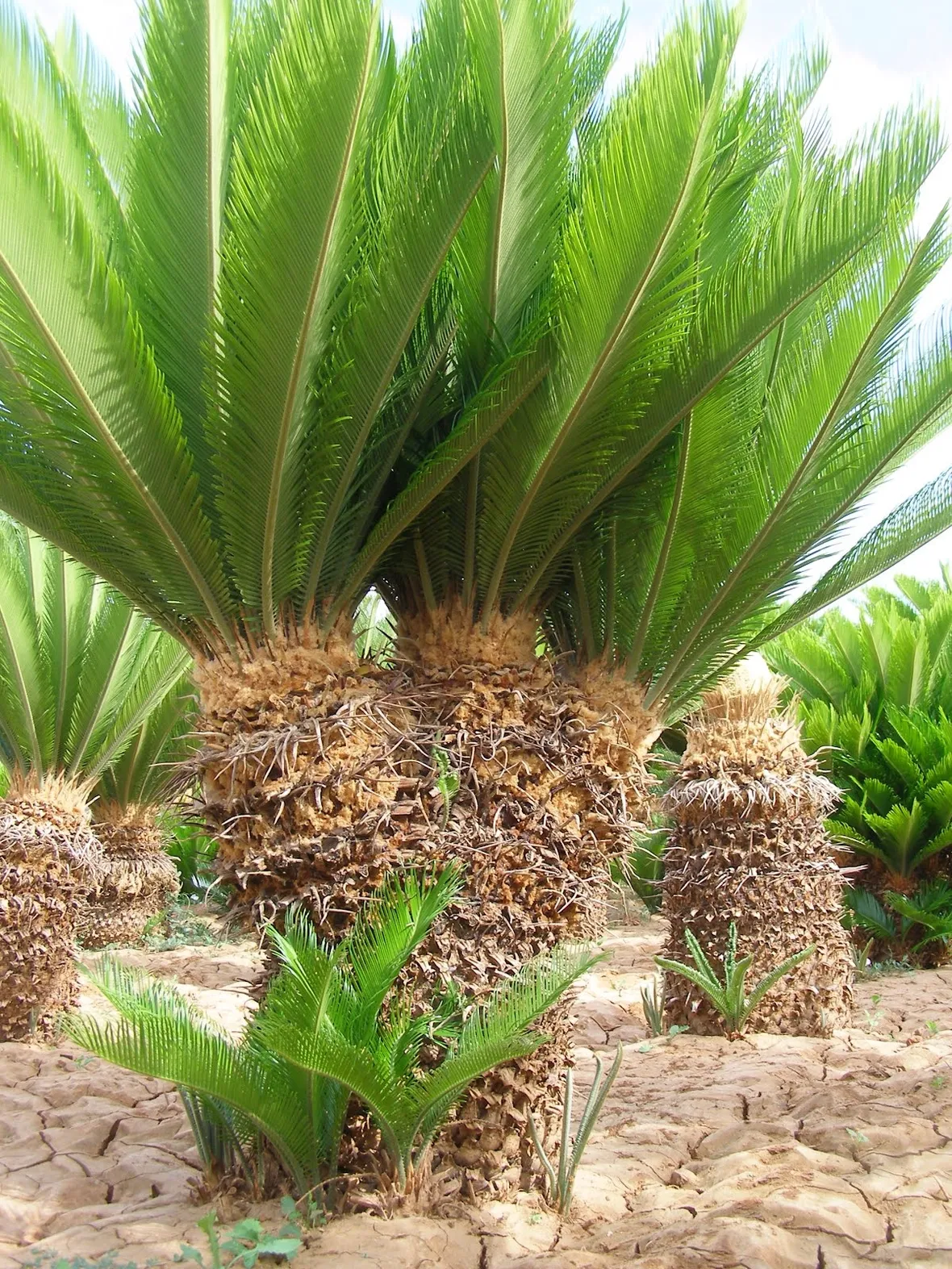Cycas