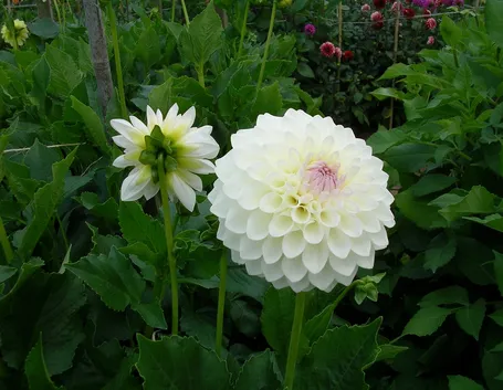 Dalia
