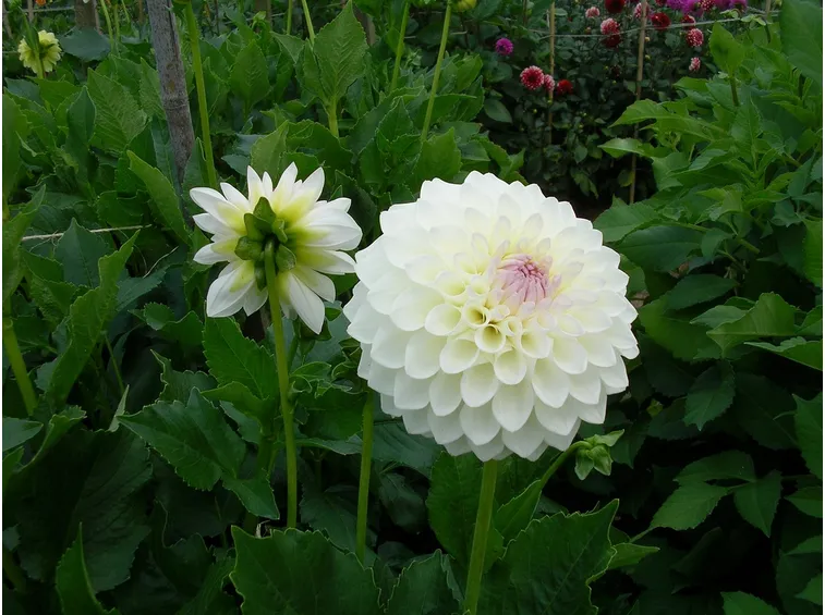 Dalia