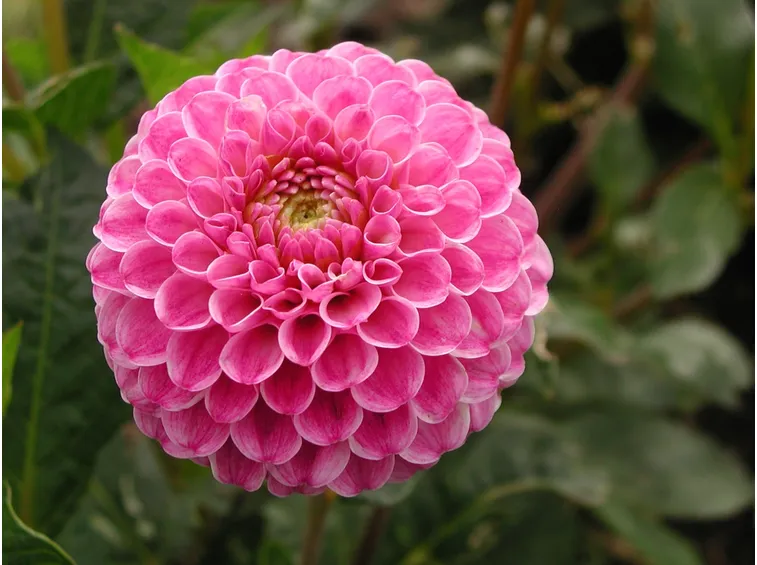 Dalia Pon-pon