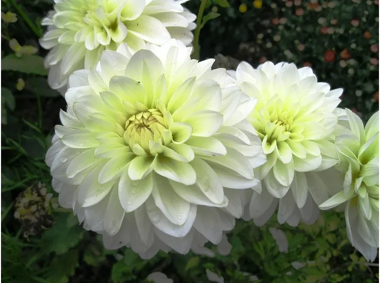 Fiori dalia bianca