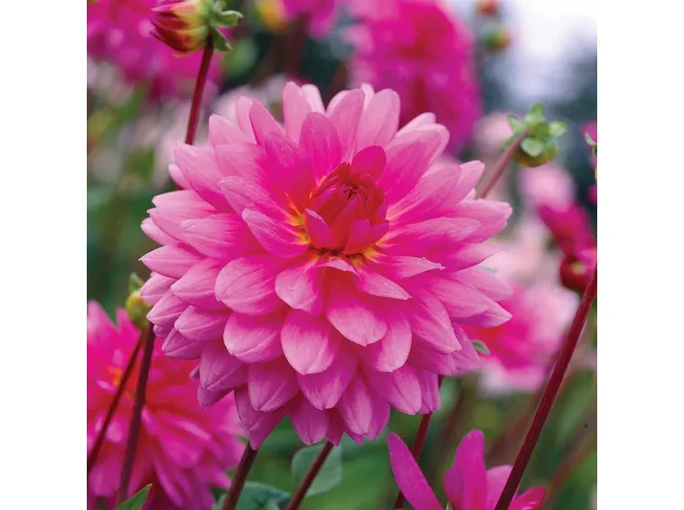 Germoglio dalia