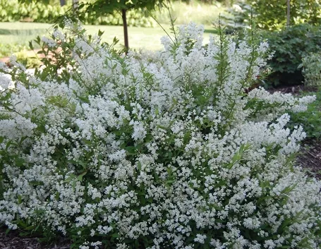Deutzia