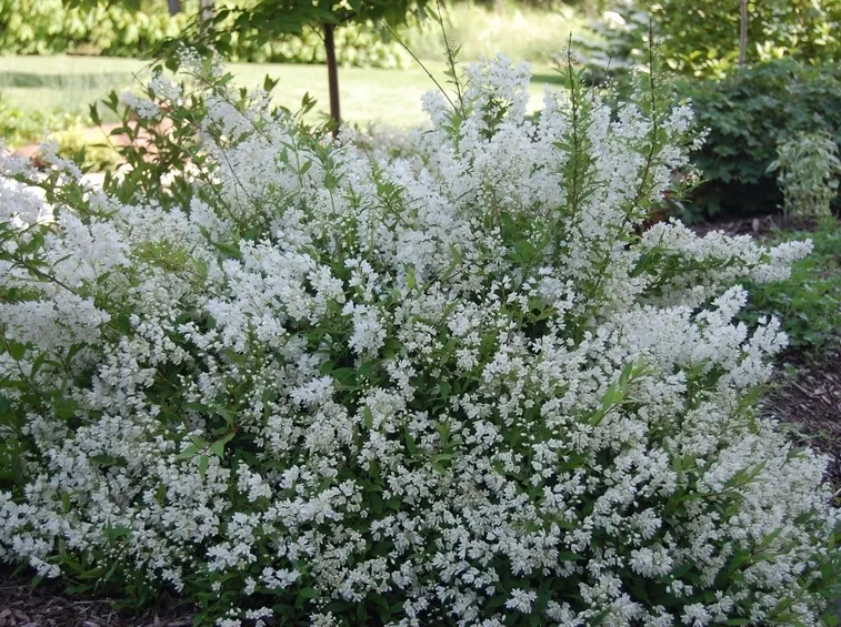 Deutzia