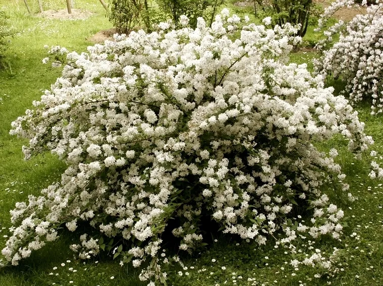 Deutzia giardino