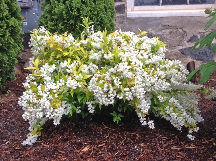 Deutzia fiore