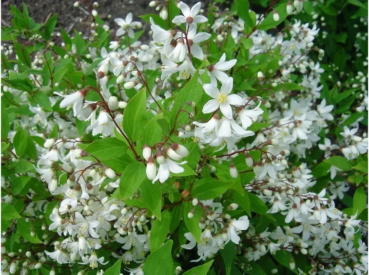 Foglie pianta
