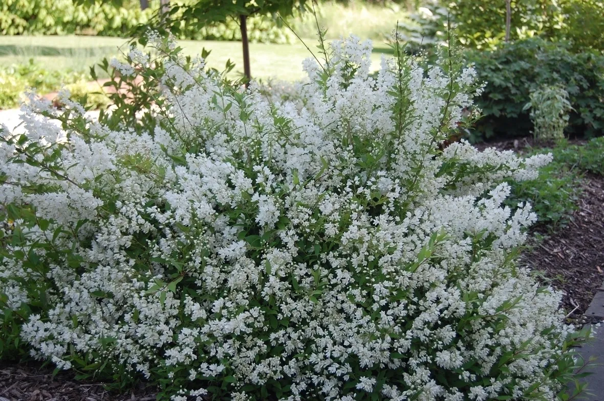 Deutzia