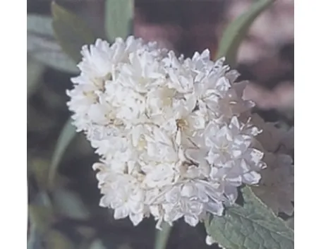 deuzia