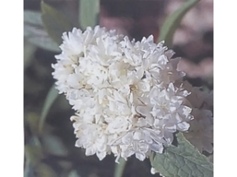 deuzia