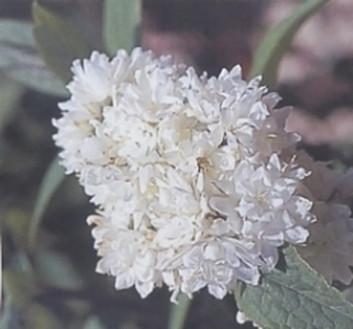 deuzia