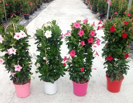 fiori dipladenia