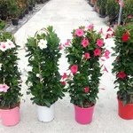 fiori dipladenia