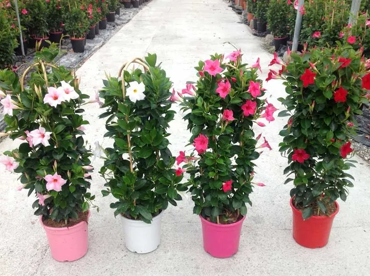 fiori dipladenia