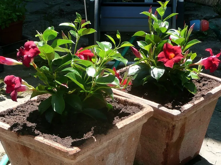 dipladenia vaso