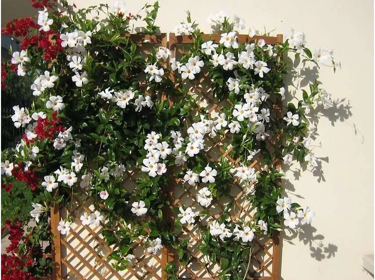 fiore mandevilla
