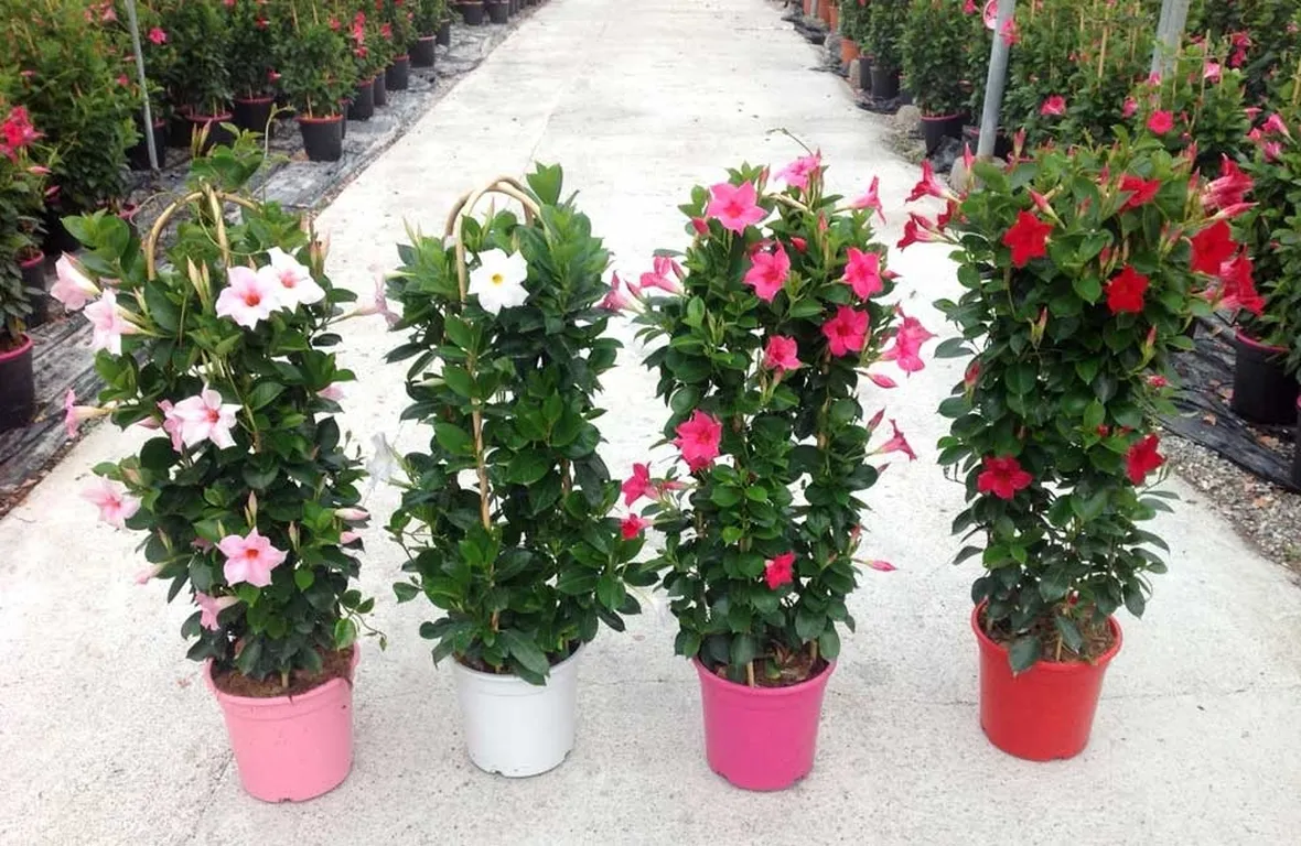 fiori dipladenia