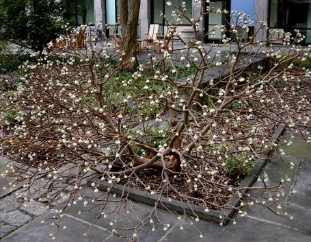 Edgeworthia chrysantha