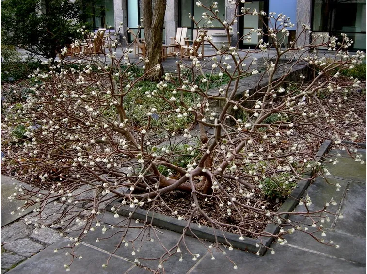 Edgeworthia chrysantha