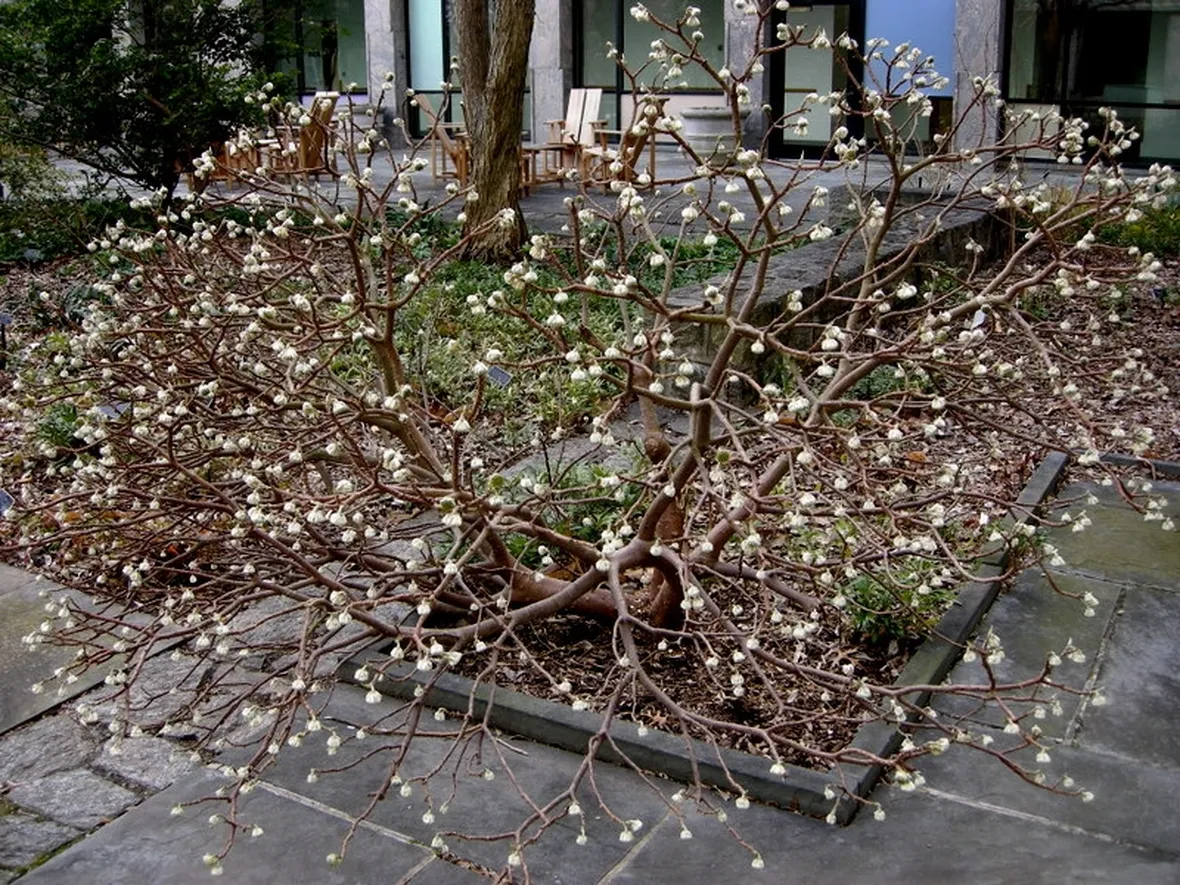 Edgeworthia chrysantha