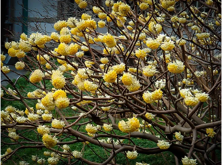 Cespuglio edgeworthia