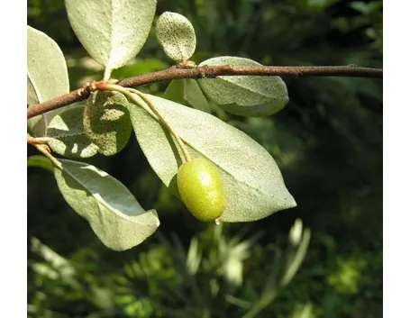eleagnus multiflora