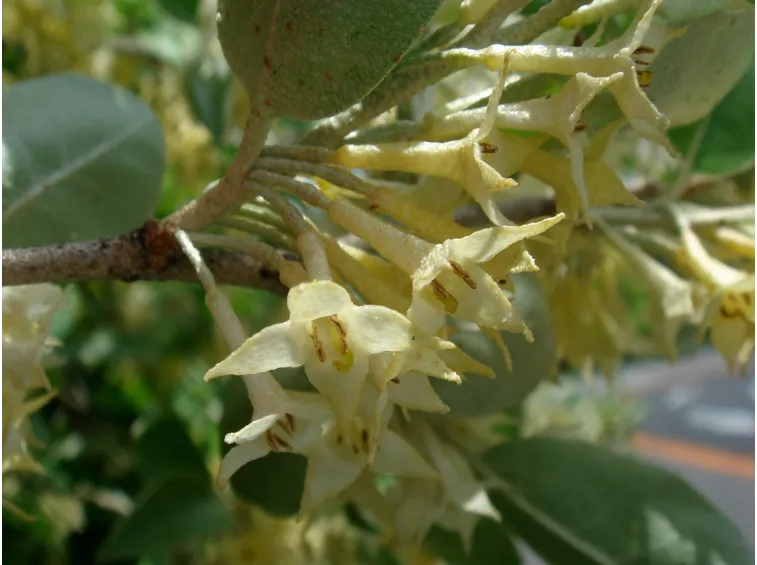 eleagnus umbellata fiori