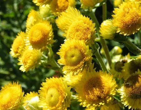 Capolini fioriti