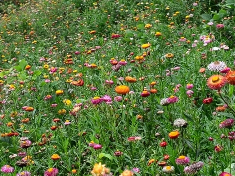Giardino elicriso