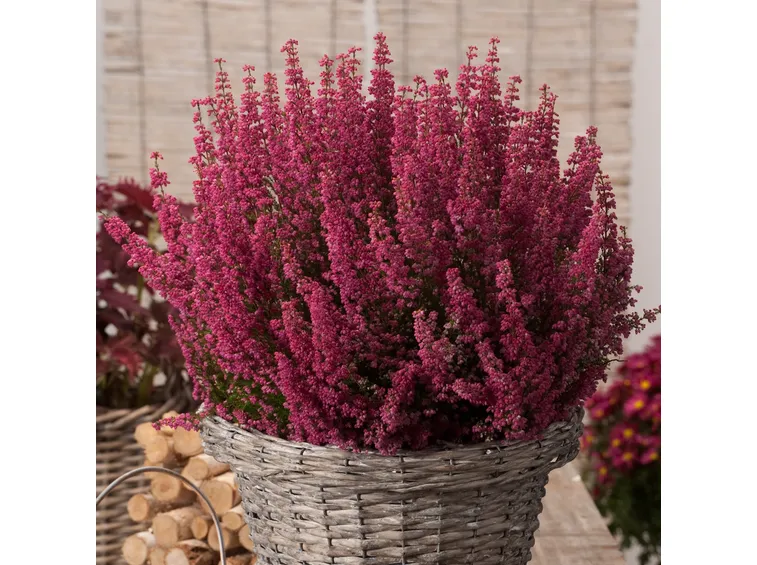 Erica vaso