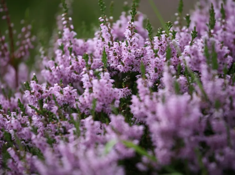 Pianta fiore