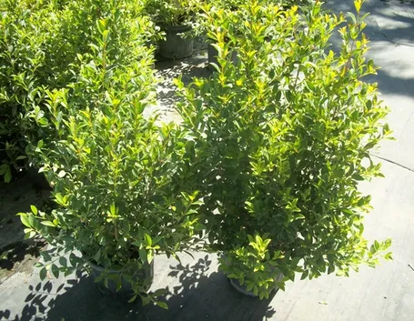 Piante di eugenia