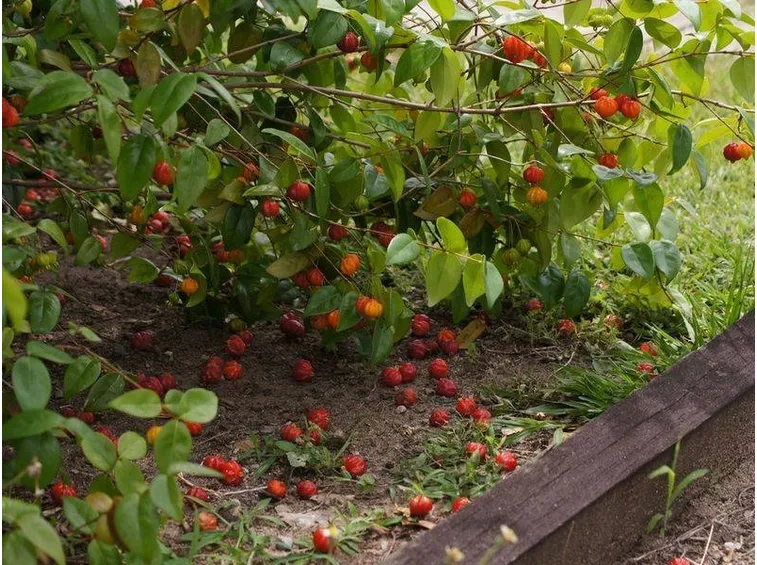 Bacche della pianta dlel'eugenia